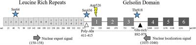 Multifunctional Roles of the Actin-Binding Protein Flightless I in Inflammation, Cancer and Wound Healing